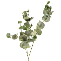 Gren Eucalyptus