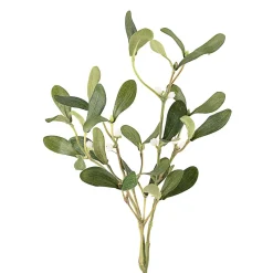 Gren Mistel med hvite bær