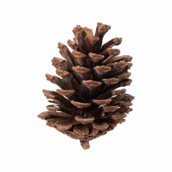 Kongler Store i pose