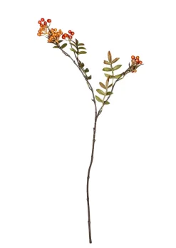 Kvist med orange bær