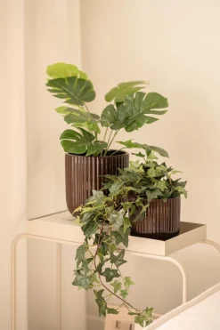 Monstera i potte 42cm