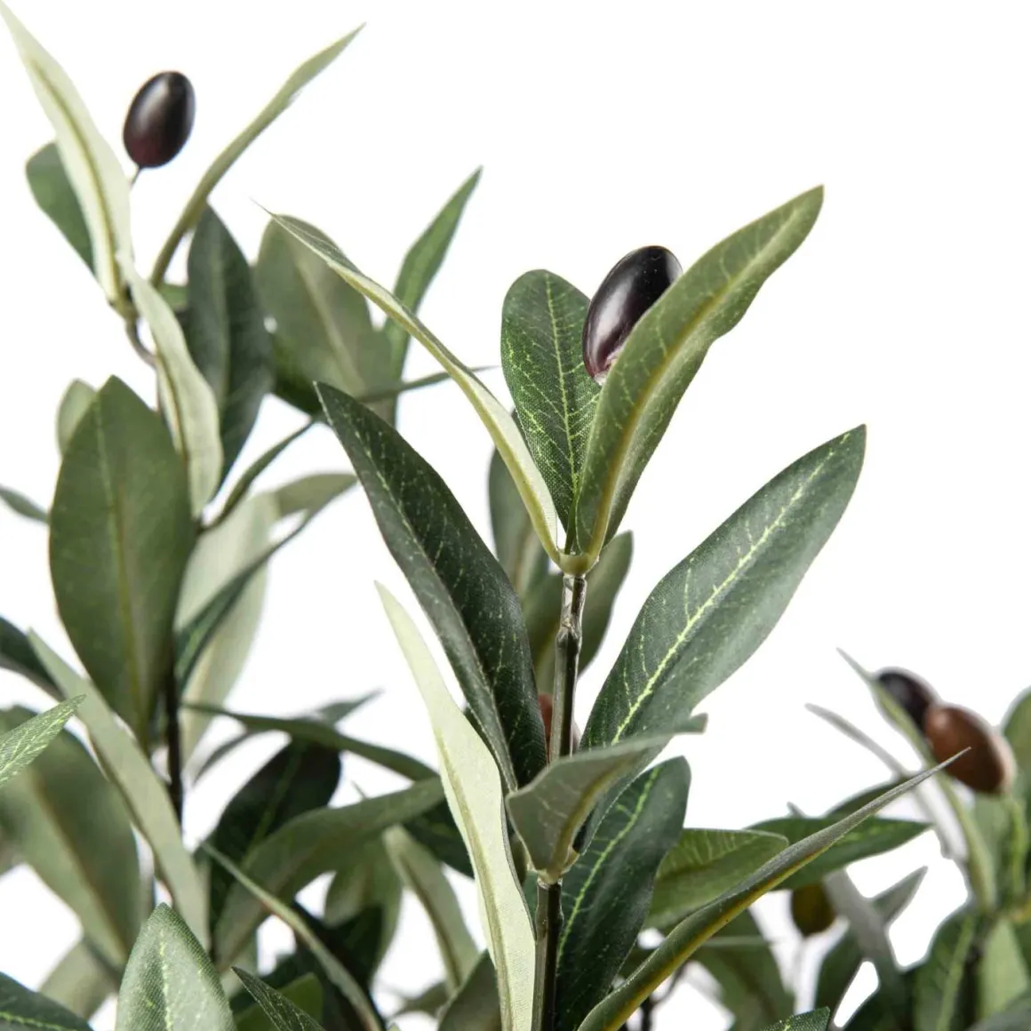 Oliventre i potte H 120 cm