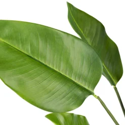 Plante Banantre 123 cm