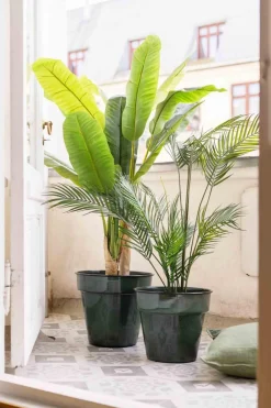 Plante Banantre 135cm