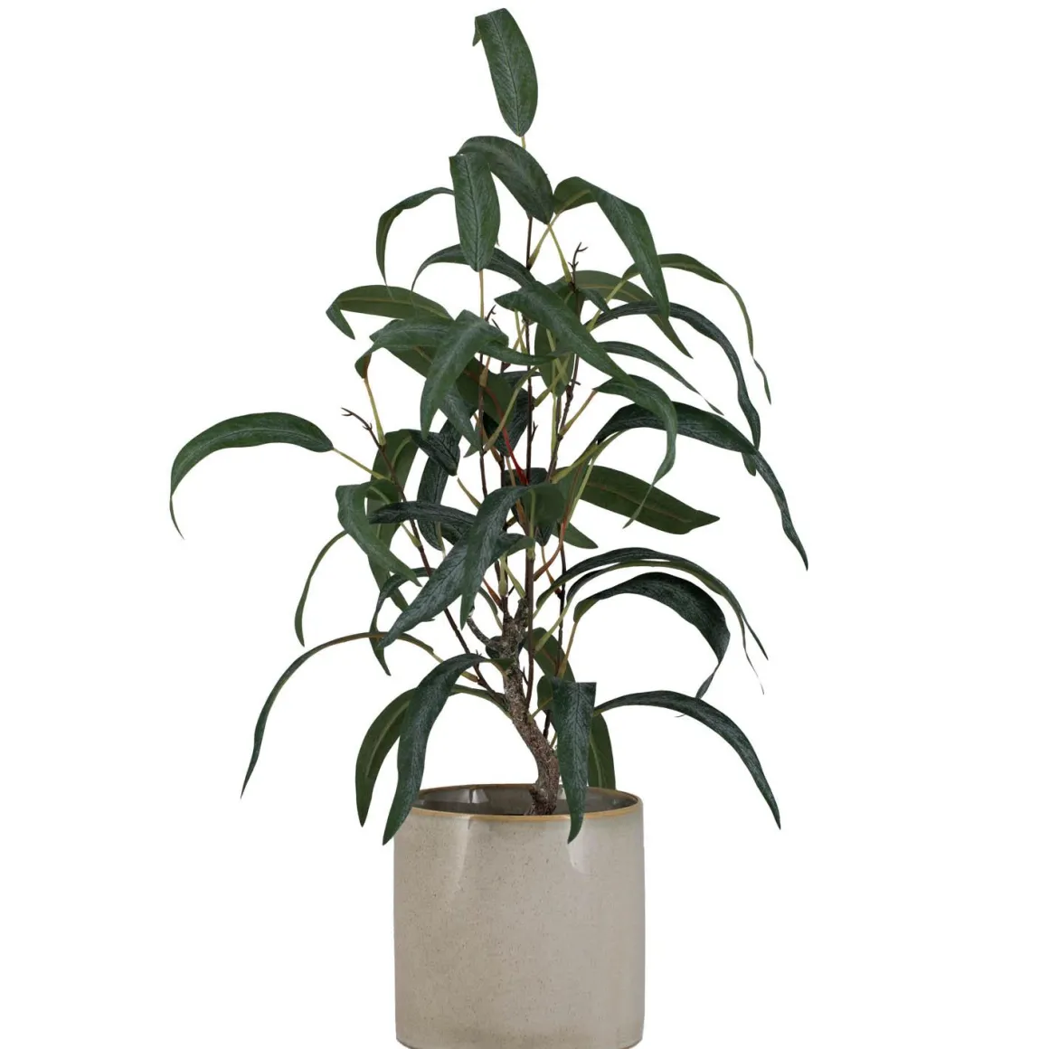 Plante Blader i potte