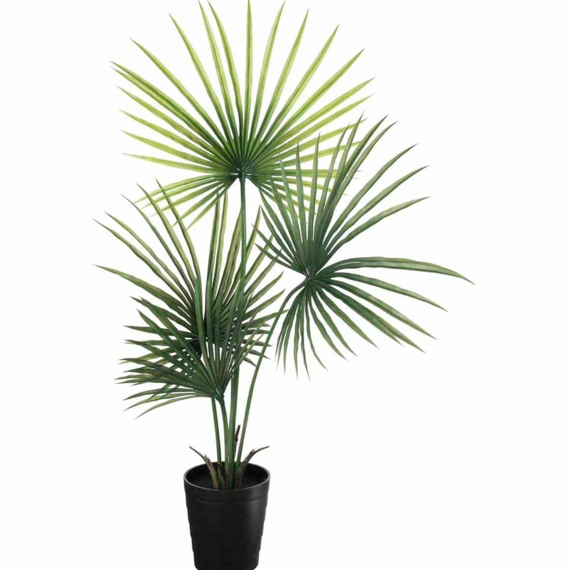 Plante Kwai palme 130 cm