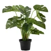 Plante Monstera