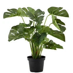 Plante Monstera