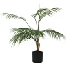 Plante Palme liten