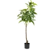 Plante Tre 115 cm