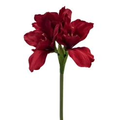 Stilkblomst Amaryllis rød