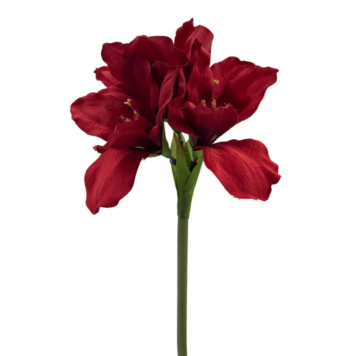 Stilkblomst Amaryllis rød