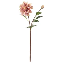 Stilkblomst Dahlia 70 cm rosa