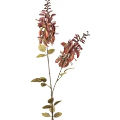 Stilkblomst Erythrina 102cm