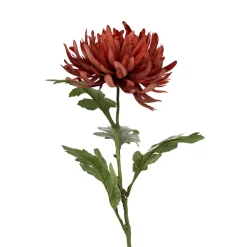 Stilkblomst Krysantemum