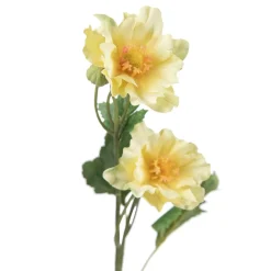 Stilkblomst Ranunkel 69 cm