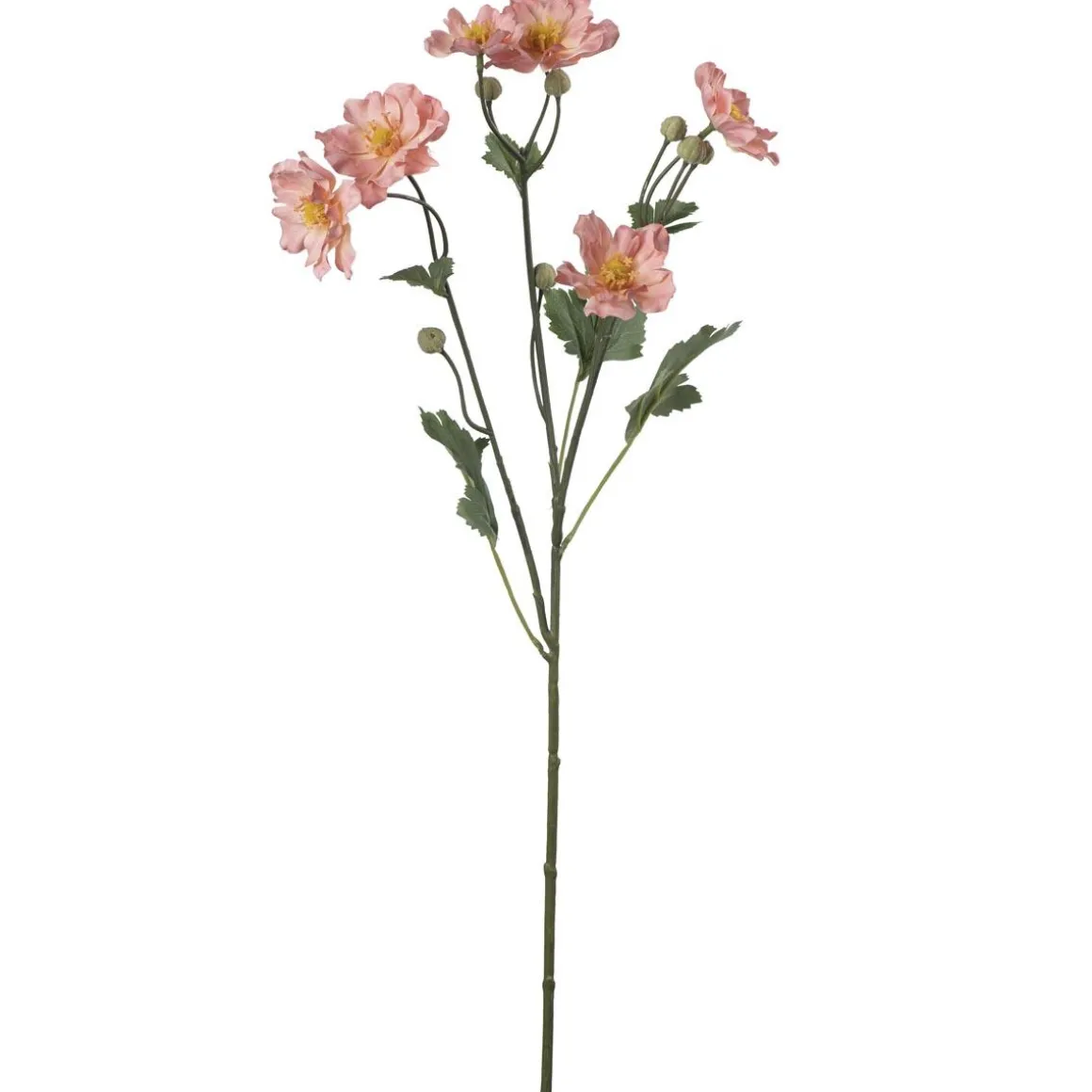 Stilkblomst Ranunkel 69 cm fersken